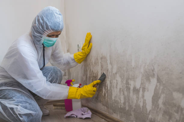 Best Mold Damage Restoration  in Camp Wood, TX